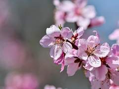 봄, 내가 죽은 이유