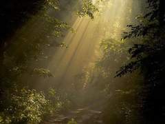 리오 루시안 / 월계수나무