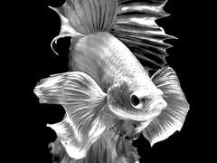 물고기는 익사하지 않는다. [下]