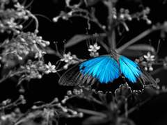 【단편】 뱃속의 푸른 나비