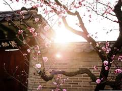 [시목동재] 이혼 황후(下)-花非花-