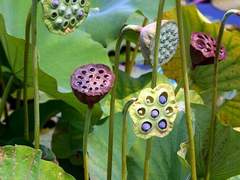 서출지의 비밀/이도은