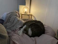 오늘의 암모냥이트