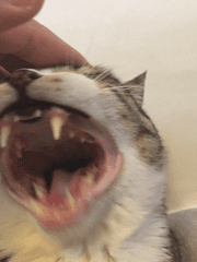 우리집 고양이는 귀여우니 보고 가세요