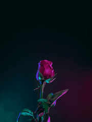 작은 천사의 큰사랑 (단편BL)