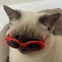 맛집 소개 고양이