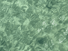 [미우/불명/라이오니]