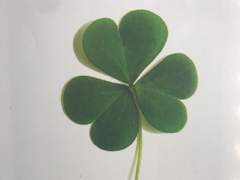 세잎 클로버
