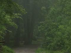 올리브 리 |XY| 25세