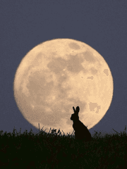 [해리포터] 달빛 아래서