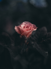 마르지 않는 꺾인 꽃