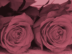 𝐕𝐢𝐜𝐭𝐨𝐫𝐢𝐪𝐮𝐞 𝐛𝐥𝐚𝐜𝐤