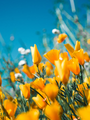 B급이지만 괜찮아