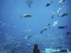 상어와 인어공주