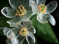 아나이스 르미에르