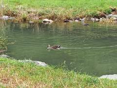 물과 공기처럼 살자