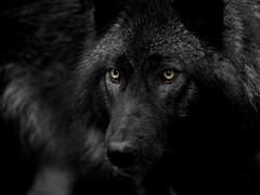 [수인 BL] 귀족의 노예가 된 늑대전사 소설 1