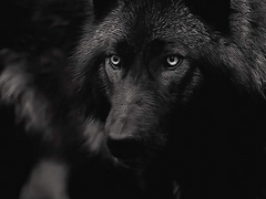 검은늑대 이빨 치료해주는 소설 1