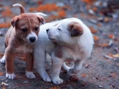 저, 사니와 맞습니다 : Ep. 12