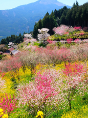 Seasonia(シーズニア, 시즈니아)