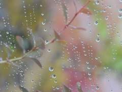 [테이티엔] 춘우(春雨)