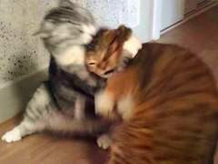 어쩌다보니 드래곤 마스터 10