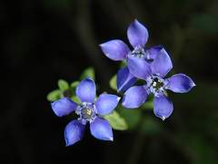 [마이토라] 용담