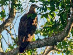 2. 샌퍼드바다수리(Sanford’s sea eagle)