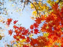 가을 하늘을 닮은