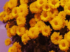 친애하는 록사나께