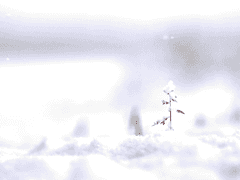 The ___’s snow never stops