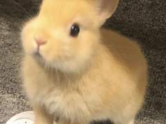 넝쿨째 굴러온 토끼