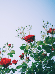 다니카 로즈가든