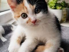 재규어수인 정국 짝사랑하는 지민 썰 01