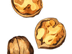 220729 | 견과류 일러스트 작업