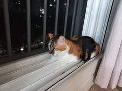 언니 해바라기 소월이