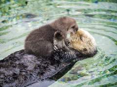 쪼꼬만 아기해달 케어 프로젝트
