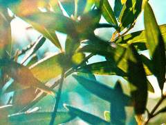 량화영(楊華英) 24 男 량씨