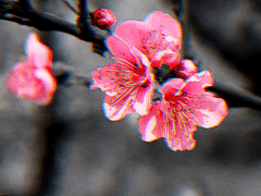 「桜の樹の下には」