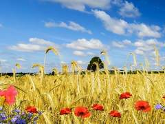 마리아 메이플트리