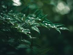 [스피솬사알페] 여우비