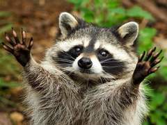 호랑이의 탈을 쓴 너구리 3