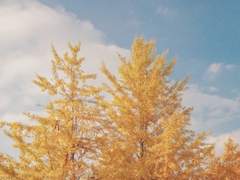 가을이 다 가기 전에