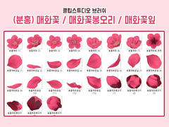 [클튜브러쉬] 분홍매화 (매화꽃 / 봉오리 / 꽃잎)