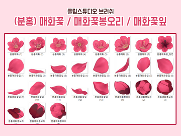 [클튜브러쉬] 분홍매화 (매화꽃 / 봉오리 / 꽃잎)