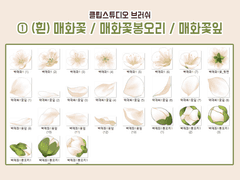 [클튜브러쉬] 백매화① (매화꽃 / 봉오리 / 꽃잎)