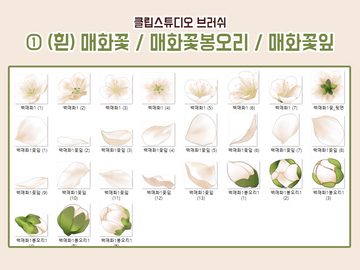 [클튜브러쉬] 백매화① (매화꽃 / 봉오리 / 꽃잎)