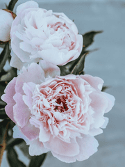 佳約 - [적도적/해초] 가약 1부 (完)