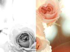 First Love & Last Love