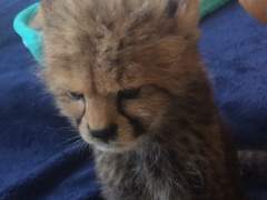 치타 말키 썰 백업 3